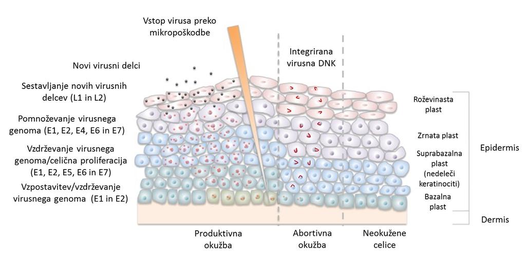 10 Slika 4: Potek okužbe s HPV (Vir: Horton in Stokes, 2014).