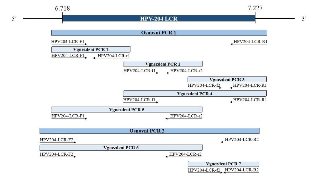 Nadaljevanje preglednice 4: Značilnosti oligonukleotidnih začetnikov za pomnoževanje nekodirajočega genomskega področja LCR HPV-204 34 HPV204-LCR-f1 6.838 6.