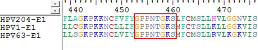 V beljakovini E1, ki predstavlja največjo virusno beljakovino (HPV-204: 615 ak, HPV-1: 612 ak in HPV-63: 618 ak), smo pri vseh genotipih iz rodu Mu-PV določili več značilnih domen in motivov.
