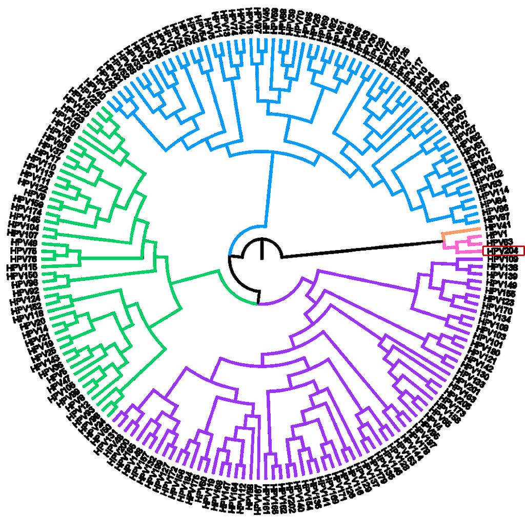 4.2. Filogenetska opredelitev HPV-204 Izris filogenetskega drevesa smo izvedli na podlagi analize celotnih nukleotidnih zaporedij gena L1 vseh uradno priznanih genotipov HPV, pridobljenih iz baze