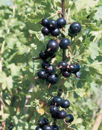 Fourberry je konœno priøel tudi k nam Ekoloøko vrtnarjenje V plodovih jagodiœevja se skriva pravo bogastvo zdravja, zato je prav, da ta dar narave dopolnjuje prav vsak domaœi vrt.