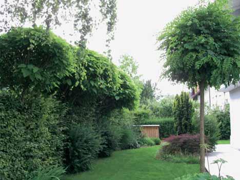 Okrasni vrt Arhitekturne rastline s prirojeno obliko Praktiœno nemogoœe je na svetu najti dva povsem enaka œloveka, kar velja tudi za rastline.