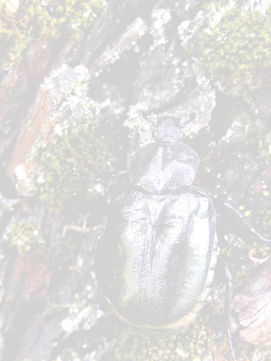 Varstvo hrošča puščavnika v Krajinskem parku Tivoli, Rožnik in Šišenski hrib Monitoring puščavnika