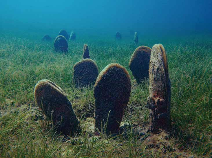 6 Naše okolje Il nostro ambiente nekaj posebnega v slovenskem morju. Za Debeli rtič so značilni tudi terasasti nizi plošč, ki nudijo veliko število votlin, rovov in špranj živalim na morskem dnu.