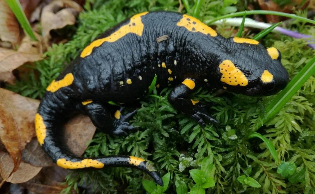 Navadni močerad (Salamandra salamandra) Pojavlja se v različnih senčnih in vlažnih habitatih, večinoma v listnatih in mešanih gozdovih, kjer se skriva pod odmrlim lesom ali kamni, v luknjah ob