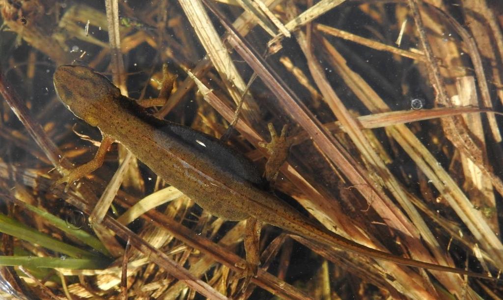 Navadni pupek (Lissotriton vulgaris) Večino leta preživi na kopnem, kjer običajno uporablja več skrivališč. Samica navadnega pupka med odmrlimi ostanki rastlinja v plitvini.