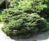 Katere izmed opazovanih rastlin so polgrmi? Opombe Katere izmed opazovanih rastlin so lesnate vzpenjavke? Opombe Izberi in dopiši pravi odgovor Parthenocissus je..(grm, oprijemalka, plezalka), ker ima.