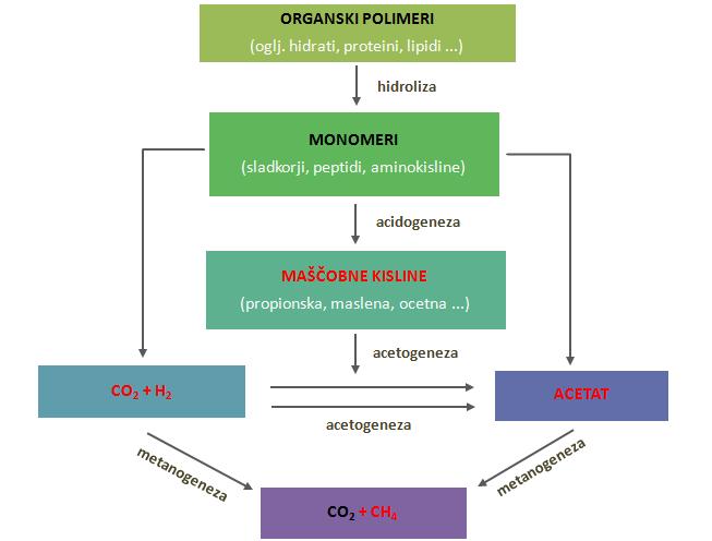 4 Slika 1: Anaerobna metanogena razgradnja organske snovi. Končni produkt anaerobne razgradnje je torej bioplin, ki ga sestavljajo 60 65 % metana in 30 35 % ogljikovega dioksida.