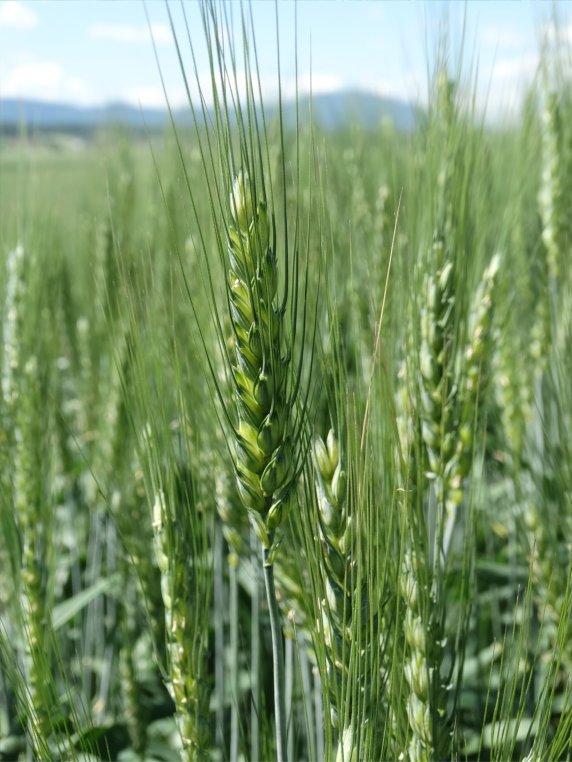 Mv KOLO Izboljševalka Idealna pšenica z visoko vsebnostjo beljakovin za pridelavo najkakovostnejše moke.