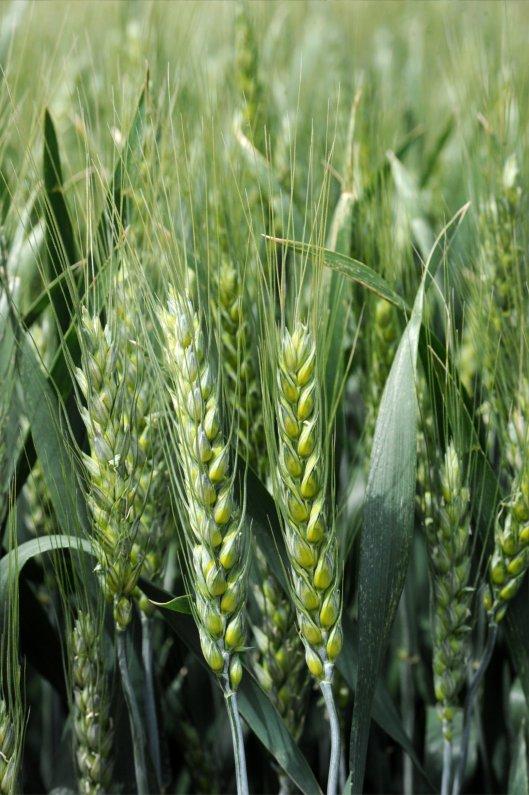 Mv NÁDOR Krušna Sinonim za kakovostno nizko pšenico z visokim pridelkom ter uporabo tudi na slabših tleh. Mv MARSALL Krušna Pravi veteran med pšenicami.