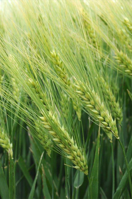 Mv TALLÉR Krušna Prilagodljiva na različne tipe tal in vremenske pogoje, primerna tudi kot krmna pšenica. Daje izjemne pridelke zrnja in slame.