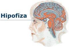 1.1 HIPOFIZA (endokrina žleza na možganskem dnu) Hipofiza uravnava delovanje vseh žlez z notranjim izločanjem. V kri pošilja vsaj devet različnih in zelo pomembnih hormonov.