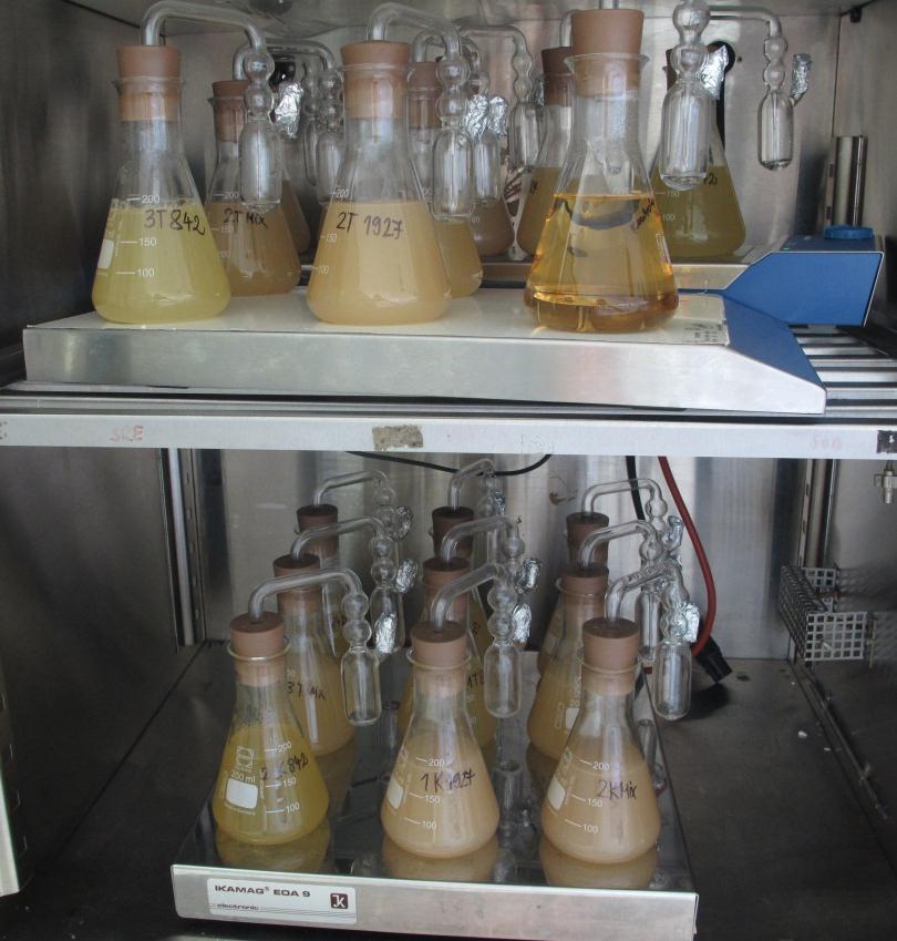 Priloga E1: Kromatograf po 24 urni (A) in 7 dnevni (B) čisti fermentaciji s S. cerevisiae ZIM 1927.