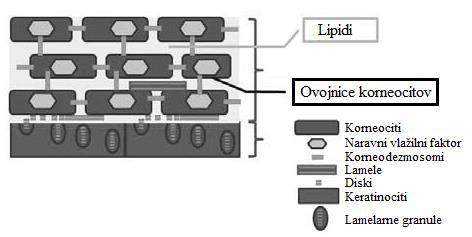 starostjo upada [7]. Poleg prekurzorjev lipidov se v njih nahajajo tudi hidrolizni encimi, ki omogočijo pretvorbo prekurzorjev do ekstracelularnih lipidov [24].