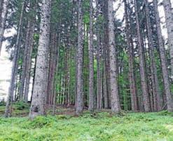 Cveto Zaplotnik Kranj Po podatkih Zavoda za gozdove Slovenije so gozdarji v Sloveniji v letošnjem prvem poletju označili za posek trikrat manj od lubadarja napadenega drevja kot lani v enakem