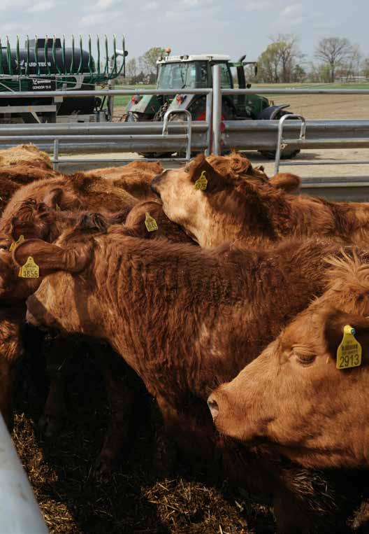 Začetki segajo v leto 1981, ko je gospodar Zvonko Horvat z ženo začel s kmetovanjem. Prelomno zanje je bilo leto 2000, ko so se začeli ukvarjati z vzrejo goveda pasme rdeči Angus.