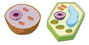 4.1 Celična zgradba organizmov CELICA je: Osnovna gradbena enota živega: vse živo je zgrajeno iz 1 ali več celic.