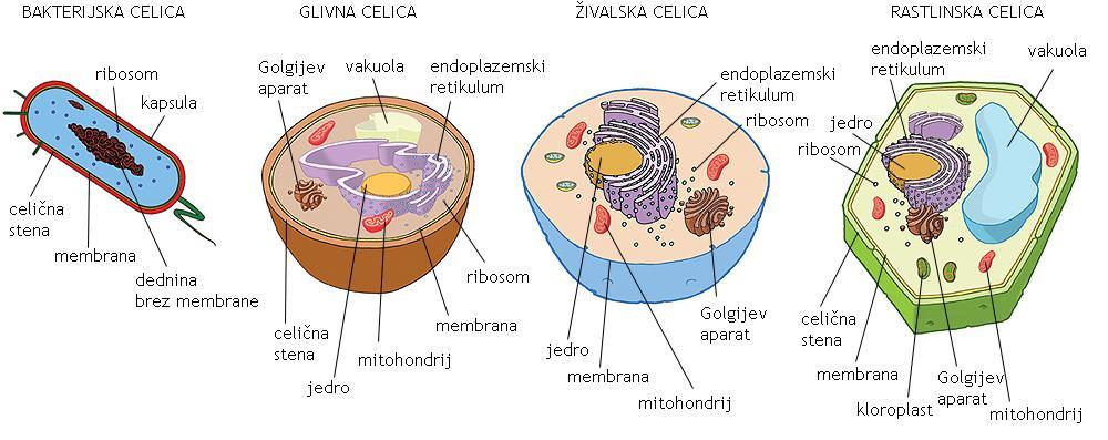 Različni tipi celic: prokariontska, evkariontska celica