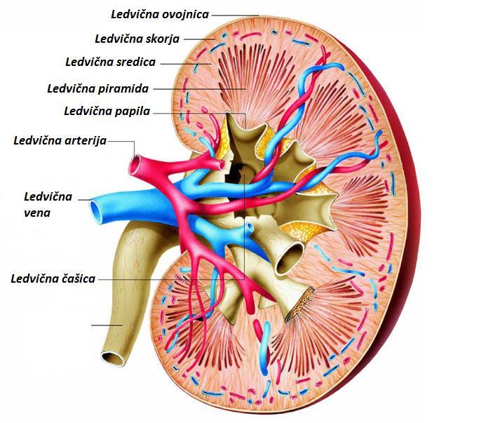 Slika 2: Prerez ledvice (http://www.jameda.de/gesundheits-lexikon/niere/) 1.2.1 NEFRON Nefron je osnovna gradbena in funkcionalna enota ledvic, v kateri nastaja seč.