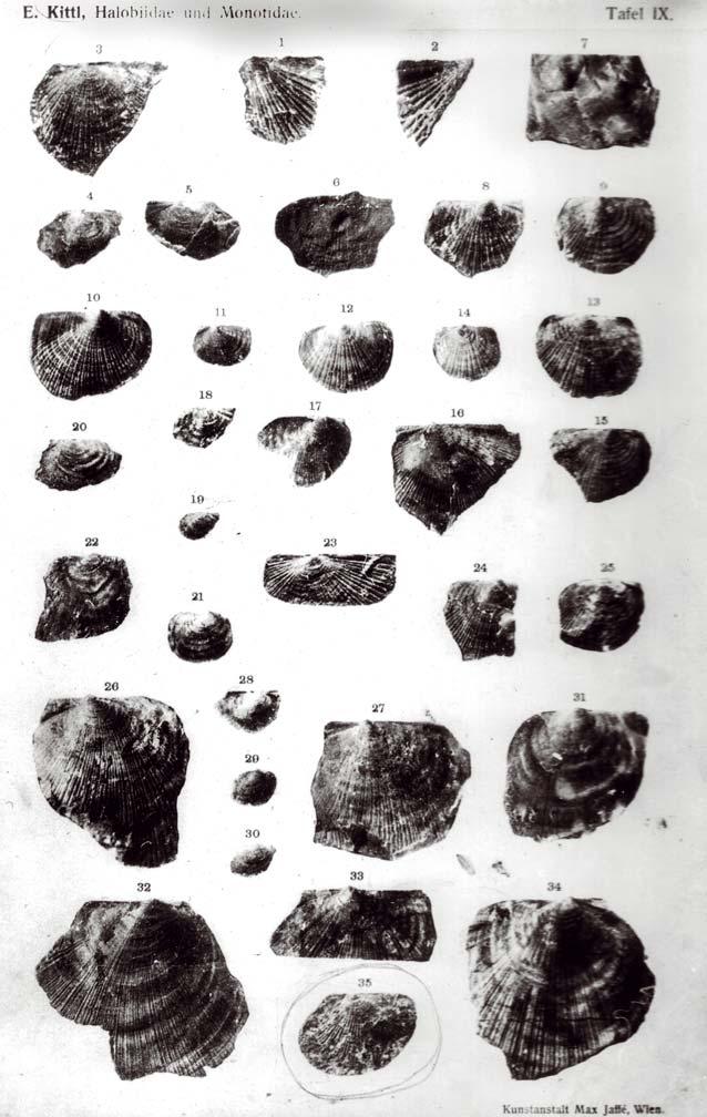 15 Slika 9: Školjka Halobia telleri (številka 35, spodaj v sredini) na tabli IX iz Kittlove monografije Materialen zu einer Monographie der Halobiidae und Monolidae der Trias.