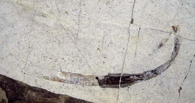 Jure Žalohar Valvasoria carniolica (Kolar-Jurkovšek in Jurkovšek, 1997) Poleg velike fosilne ribe, birgerije, ki si jo obiskovalci lahko ogledajo v stalni zbirki prirodoslovnega muzeja v Ljubljani,