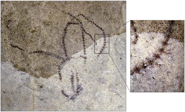 25 Slika 24: Kačjerep in detajl z vidnimi bodicami. Premer slike približno 4 centimetre. Figure 24: Brittle star with visible spines. Photo diameter approx. 4 centimetres.