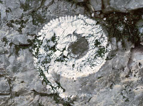 27 Slika 27: Amonit, ohranjen v plasteh roženca. Premer hišice približno 20 milimetrov. Figure 27: Ammonite preserved in a layer of chert. Shell diameter approx. 20 milimetres.