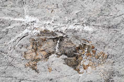 Aleš Zdešar Školjke Školjke so v zgornjetriasnih plasteh Kozje dnine pogosti fosili in so velikokrat zastopane z rodom Halobia (sliki 29 in 30). Kittl je določil vrsti Halobia cf.