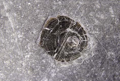 29 Slika 31: Inartikulatni ramenonožec iz rodu Discinisca. Premer lupine 15 milimetrov. Figure 31: Inarticulate brachiopod belonging to the genus Discinisca. Shell diameter 15 milimetres.