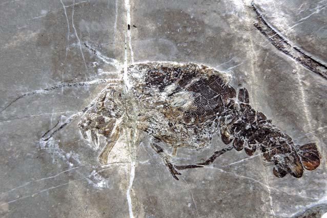 Zastopani sta družini Polychelidae in Erymidae (Gašparič in sod., 2019) to so eni izmed najstarejših Slika 36: Škamp iz družine Aegeridae. Premer slike približno 6 centimetrov.