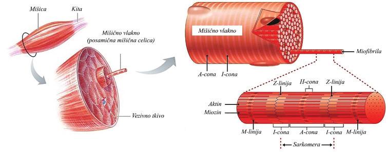 3 Biološki osnove gibanja pregled organskih sistemov Slika 24a. Zgradba mišice (http://www.funnfit.net/anatomija/index. php?