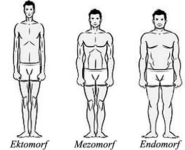 3 Biološki osnove gibanja pregled organskih sistemov mezoektomorf (veliko mišične mase in dolge okončine, visoke rasti) ali mezoendomorf (mišične in maščobne mase npr, majhen in čokat) ali