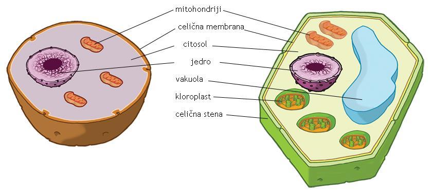 Slika: živalska in rastlinska celica 4.2 ORGANIZACIJSKE RAVNI V večjih organizmih se celice, podobne po zgradbi in vlogi, ki jo opravljajo v organizmu, združujejo v tkiva.