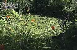 Ro`mari~evi. Vrt vsebuje tudi netopirnice in gnezdilnice za ptice ter samotarske ~ebele.