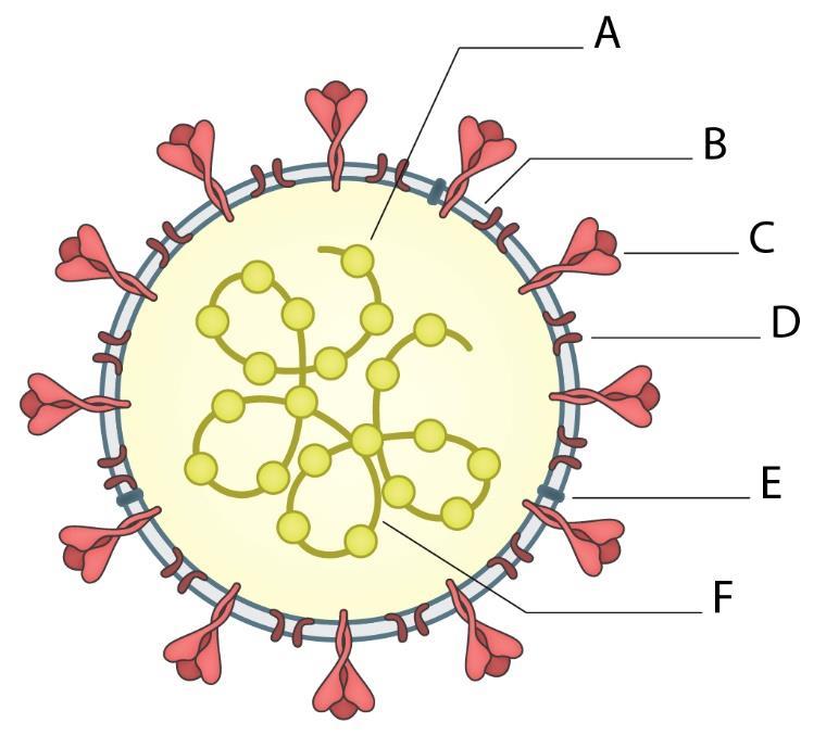 Struktura virusa z najpomembnejšimi beljakovinami, ki vzbudijo imunski odziv.