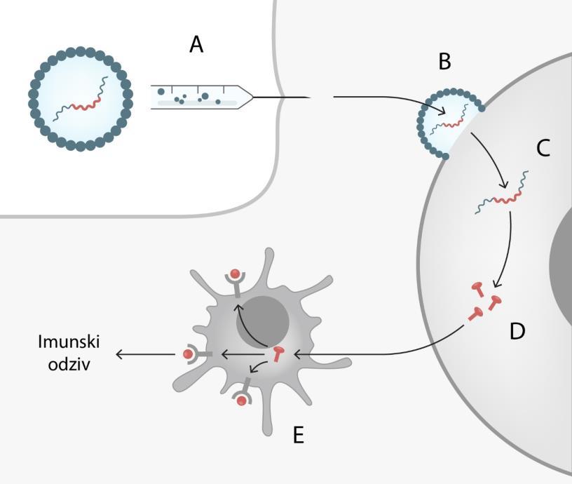 mrnk cepivo: A-Molekule mrnk, izdelane z biokemijskimi postopki sinteze, so zapakirane v lipidne mehurčke (nanovezikle), in se po injiciranju v mišico (B) zlijejo s celično membrano in v celico