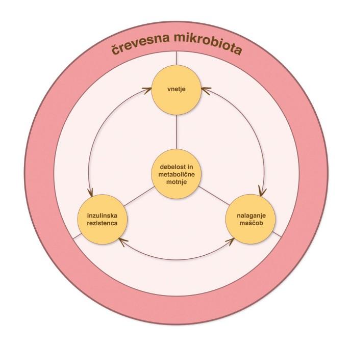 Slika 3: Povezava med črevesno mikrobioto in fiziološkimi procesi gostitelja.