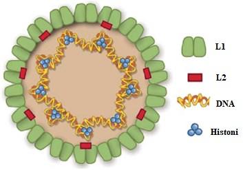 8 Struktura virusa je ikozaedrična, brez ovoja, s kapsido in majhno dvoverižno virusno DNA. Kapsido sestavljajo notranji proteini L2 in zunanje kapsomere, sestavljene iz proteina L1.