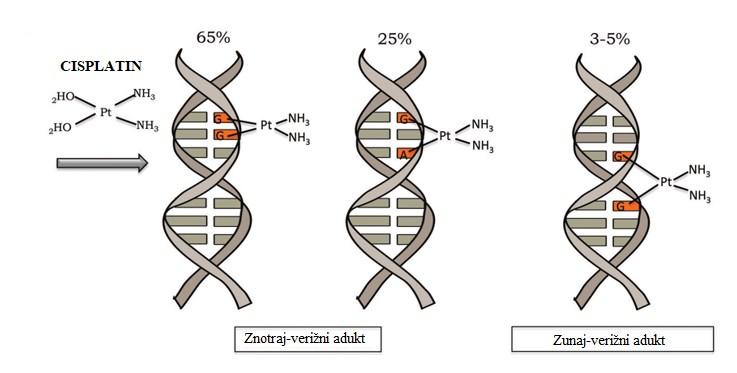 19 Slika 9: Vezava cisplatina z DNA in tvorba znotraj- in zunaj-verižnih aduktov (prirejeno po Rocha in sod., 2018) 2.6.2.2 Karboplatin Karboplatin je protitumorsko zdravilo na osnovi platine.