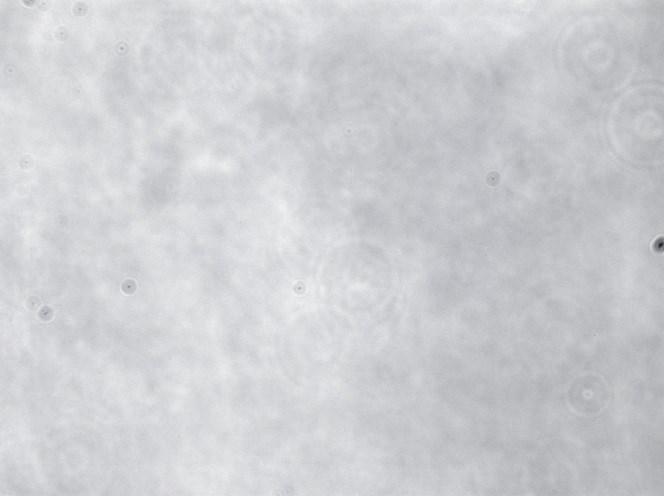 praznim plazmidom (sliki 18C in 18Č), ne-elektroporiranih celicah