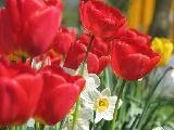 19. UČNA SITUACIJA Vnuka sta stari mami za praznik prinesla podobna šopka: Alenka je kupila 5 tulipanov in 8 narcis, za kar je plačala 7,6, Primož pa je kupil 3 tulipane in 12 narcis, za kar je