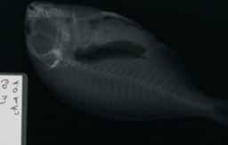V nadaljevanju smo naredili šest rentgenogramov ribe, narejene z različnimi ekspozicijskimi pogoji, ob rentgenogramih so ti pogoji in izmerjena