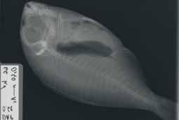 Rentgenogram ribe 4, ekspozicijski pogoji in izmerjena doza FFD (cm) DAP (μgym2) 63 0,63 00 0,76 napetost (kv) It (mas) Slika 3: Rentgenogram
