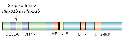 Pšenica je heksaploid, ki ima tri sete kromosomov A, B in D, ki so jih prispevali trije divji predniki.