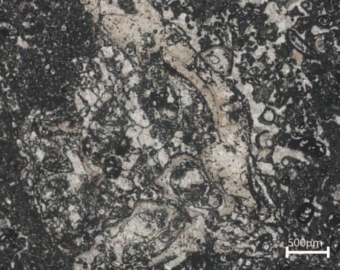 a b c Slika 10: Peloidno-foraminiferni packstone. a Lithocodium/Bacinella okoli rudistnega fragmnta. Vzorec: 166,80. b D.