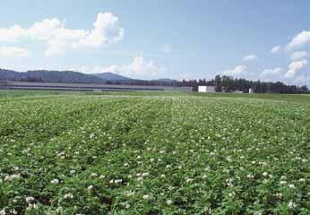 ekološko kmetovanje Slovensko ekološko seme krompirja V Sloveniji je ena glavnih in pogosta težava tudi pomanjkanje ustreznih ekološko pridelanih semen.