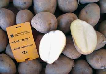 V okviru programa žlahtnjenja krompirja smo pričeli z vzgojo primernih domačih sort, v letošnjem letu pa tudi že ekološkega semena. Polje krompirja sorte bistra Sorta kokra je srednje zgodnja sorta.