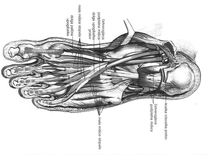 Slika 2.2: Mišice stopala (Bunta in Popović, 1987, str. 32) STOPALNI LOKI Kosti narta in stopala so med sabo povezane z vezmi in mišicami.