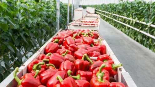 Gojenje paprike je najprej potekalo na 2 ha, v zadnjem obdobju pa so sajenje razširili na 4 ha, od tega so večinoma rastlinjaki. Gojijo predvsem rdečo papriko, zelo malo tudi zeleno.