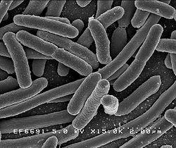 2.2.2 Escherichia coli Gre za paličasto, Gram-negativno, gibljivo aerobno bakterijo, ki jo najdemo v prebavnem traktu vretenčarjev. Veliko jo uporabljajo v mikrobioloških in genetskih raziskavah.